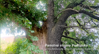 Památné stromy Podřipska očima dendroložky a malířky Magdalény Kopecké